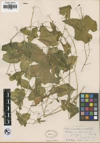 Image of Cyclanthera filiformis