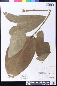 Image of Syngonium salvadorense
