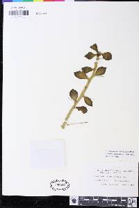 Image of Pereskiopsis rotundifolia