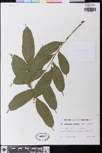 Image of Lomariopsis guineensis