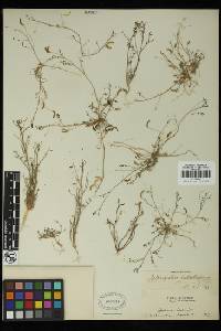 Astragalus nuttallianus var. cedrosensis image