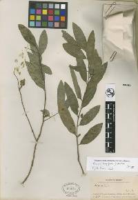 Image of Annona longiflora