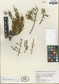 Arceuthobium hondurense subsp. hawksworthii image