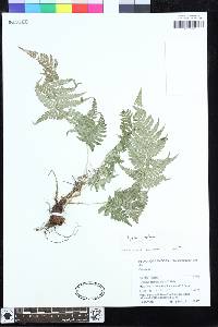 Dryopteris nigropaleacea image