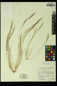 Aristida adscensionis image