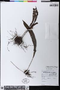 Elaphoglossum guamanianum image