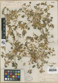Lupinus odoratus var. pilosellus image
