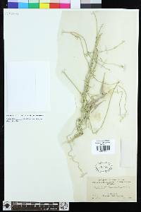 Funastrum hirtellum image