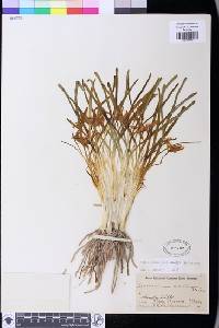 Leucocrinum montanum image