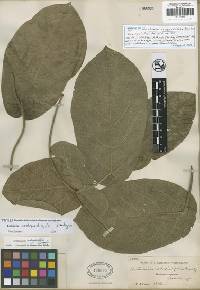 Aristolochia asclepiadifolia image