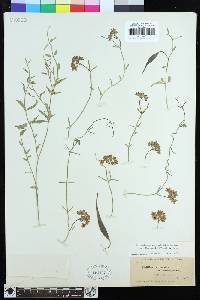 Funastrum cynanchoides image