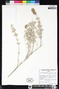 Salvia dorrii var. pilosa image