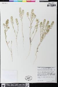 Lepidium virginicum subsp. menziesii image