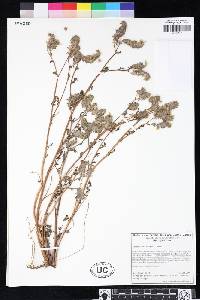 Phacelia tanacetifolia image