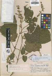 Salvia atropaenulata image