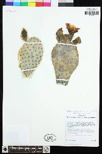 Opuntia basilaris var. basilaris image