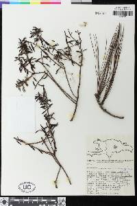 Image of Dendropemon pycnophyllus