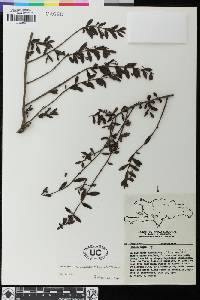 Dendropemon picardae image