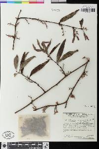 Image of Cladocolea mcvaughii