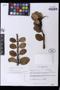 Psittacanthus biternatus image