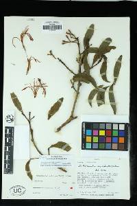 Psittacanthus breedlovei image