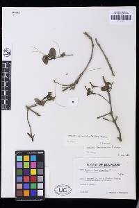 Psittacanthus divaricatus image