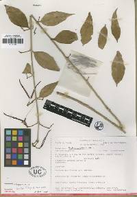 Psittacanthus elegans image