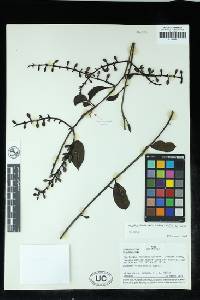 Struthanthus apiculatus image