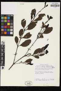 Phoradendron anceps image