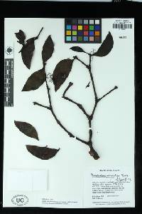 Phoradendron morsicatum image