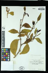 Phoradendron macrocarpum image