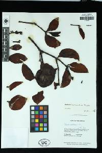 Phoradendron morsicatum image