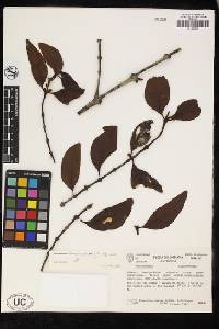 Phoradendron crassicarpum image