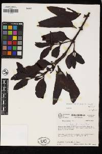 Phoradendron crassicarpum image