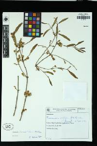 Phoradendron ensifolium image