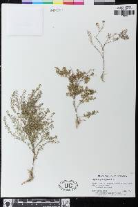 Lepidium pinnatifidum image