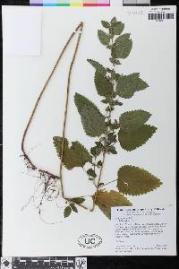 Melissa officinalis image