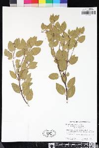 Arctostaphylos manzanita image