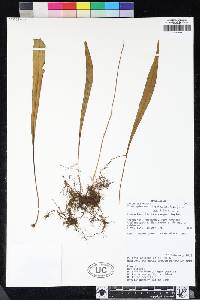 Elaphoglossum aspidiolepis image