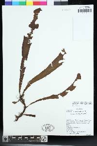 Image of Lomariopsis kingii