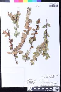 Vaccinium ovatum image