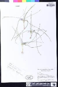 Romulea rosea image