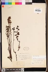 Pyrola picta image