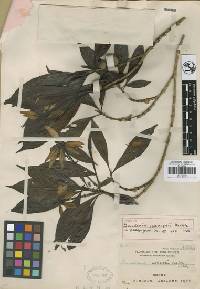 Image of Gardenia mutabilis