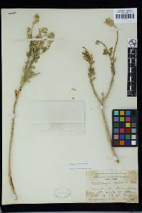 Petalonyx linearis image