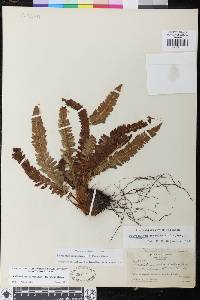 Polystichum scopulinum image