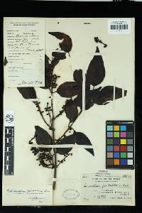 Helixanthera parasitica image