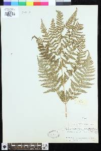 Dryopteris expansa image