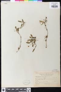 Image of Bulbophyllum chrysendetum
