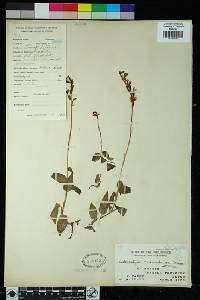 Zeuxine marivelensis image